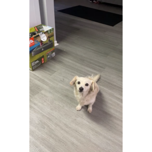 Lost Dog Cinderella