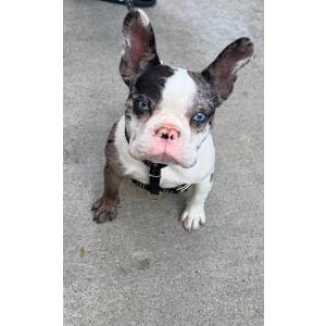 Lost Dog Nara