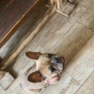 Lost Dog Gucci