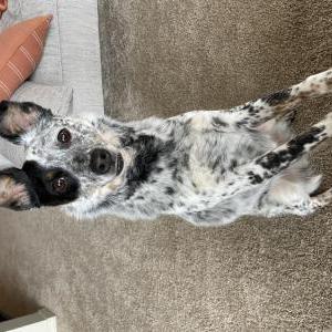 Lost Dog Salmon