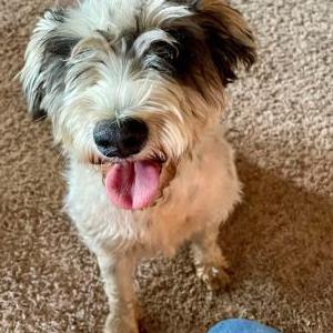 Lost Dog unknow