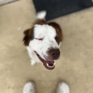 Lost Dog puppachino
