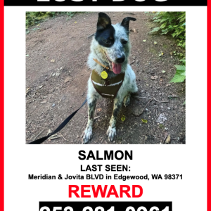 Lost Dog Salmon