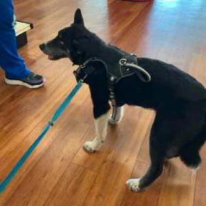 Image of Talbot, Lost Dog