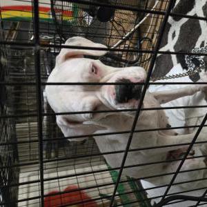 Found Dog Unknowed