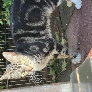 Image of Luna, Lost Cat