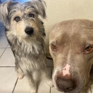 Lost Dog Bear