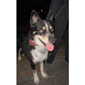 Found Dog Unknown