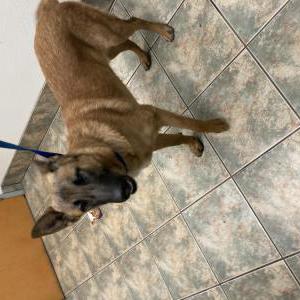 Found Dog unknown