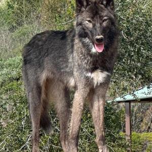 Lost Dog Elsa