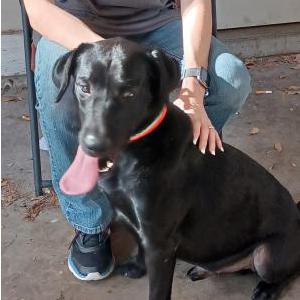 Image of Jack, Lost Dog