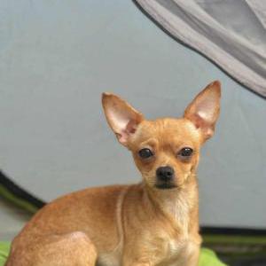 Image of noah, Lost Dog