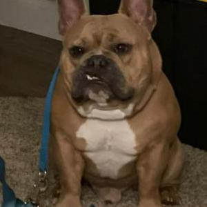 Lost Dog Buster