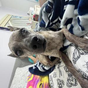 Lost Dog Speedy