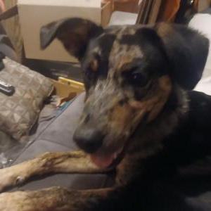 Image of Domino, Lost Dog