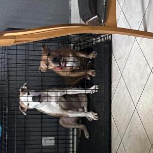 Lost Dog Gucci