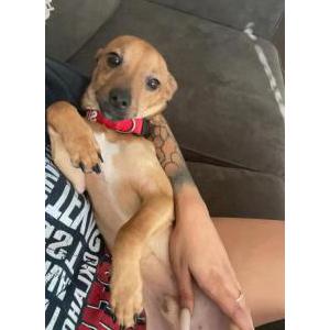 Lost Dog Scooby