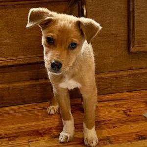 Image of Paddington, Lost Dog
