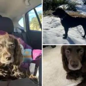 Lost Dog Nutella (Tella)