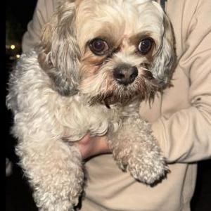 Image of Yogi, Lost Dog