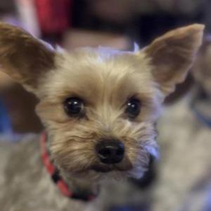 Lost Dog ELSIE