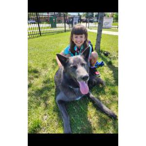 Lost Dog Dutton