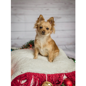 Lost Dog daisy