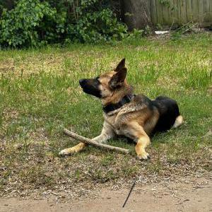 Image of Titan, Lost Dog