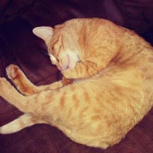 Image of Lucky, Lost Cat