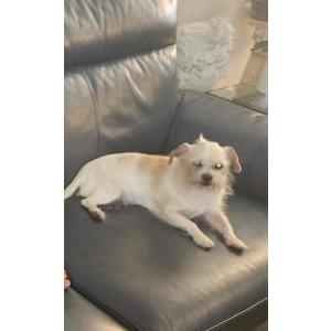 Lost Dog Baxter