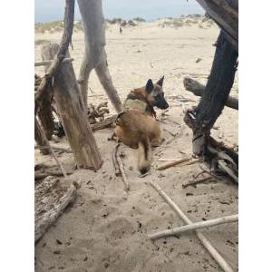 Lost Dog Bandit