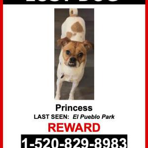 Lost Dog Princess