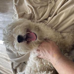 Found Dog Unknown