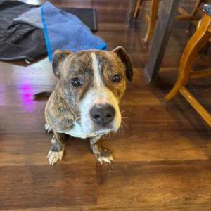 Found Dog Unknown