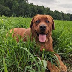 Image of MILEY, Lost Dog