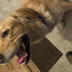 Found Dog MaleGolden Retriever