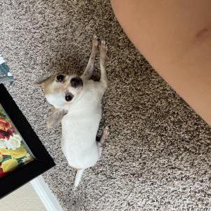 Lost Dog Ginger