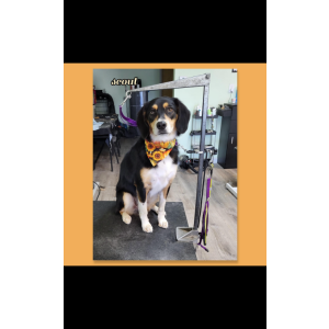 Image of Scout, Lost Dog