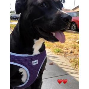 Lost Dog Lisa