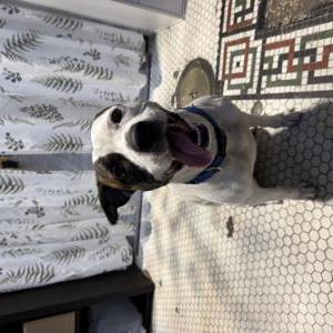 Found Dog Unsure