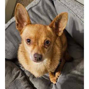 Image of Unknown, Found Dog