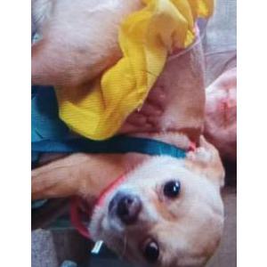 Image of Selena, Lost Dog