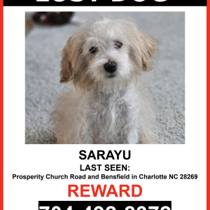 Image of SARAYU, Lost Dog