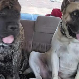 Lost Dog Brandi