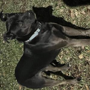 Found Dog Unknown