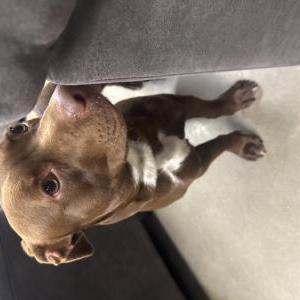 Found Dog Unknown