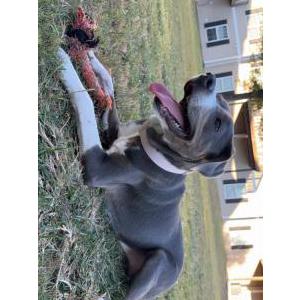 Image of Koa, Lost Dog