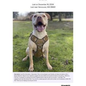 Lost Dog Stella