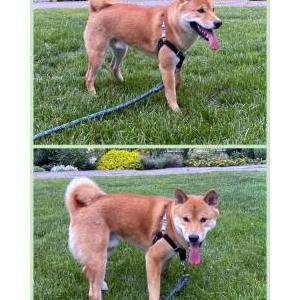 Lost Dog Abel Coenca