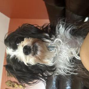 Lost Dog Lili